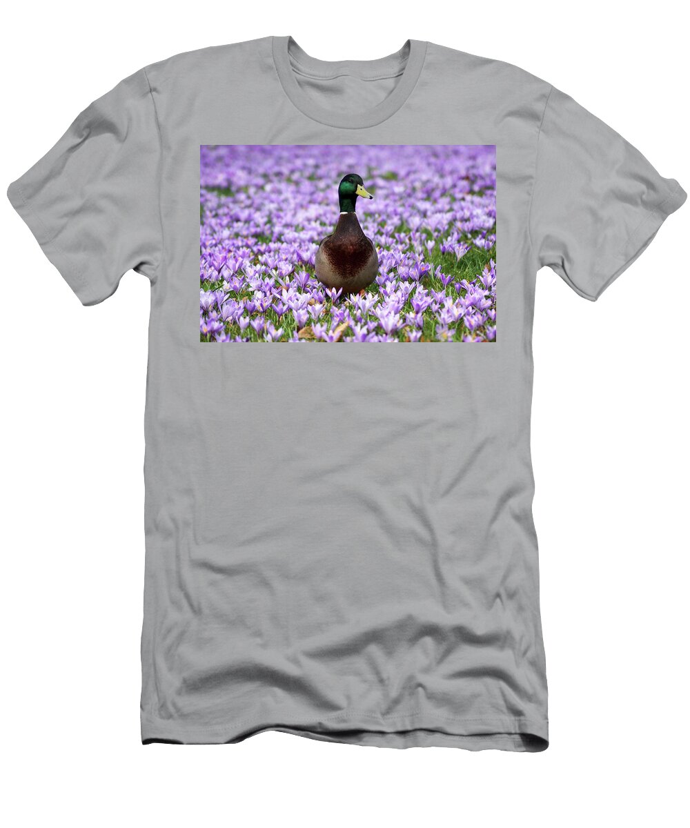 Mallard Duck in Field of Flowering Purple Crocuses Angelica Linnhoff T-Shirt