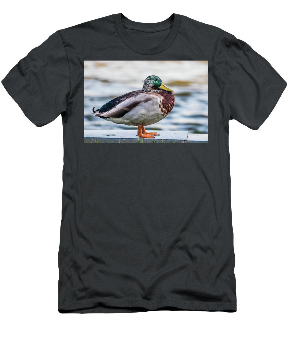Mallard Duck Resting By the Pond Jordan Hill T-Shirt