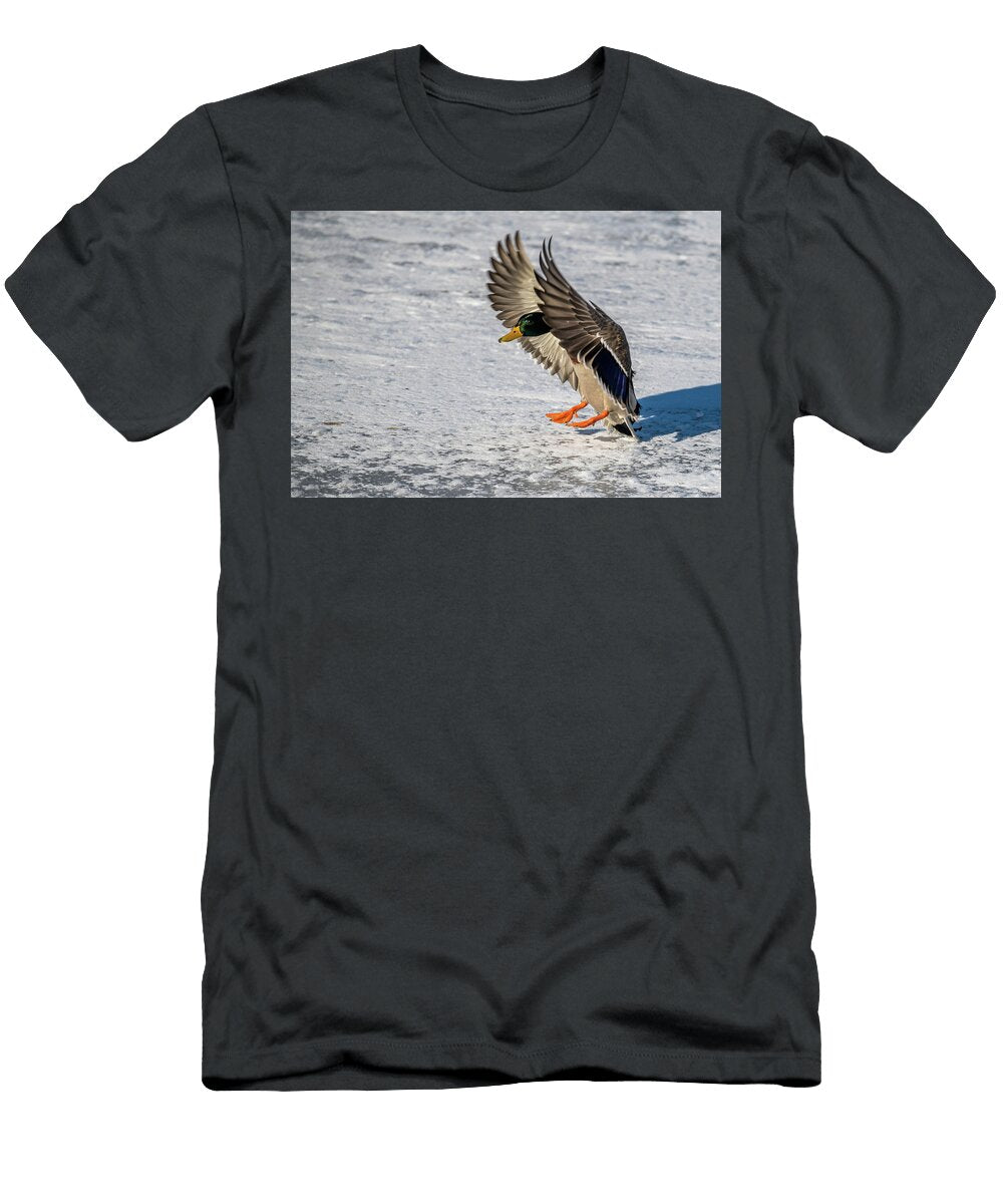 Mallard Landing on Ice Paul Freidlund T-Shirt