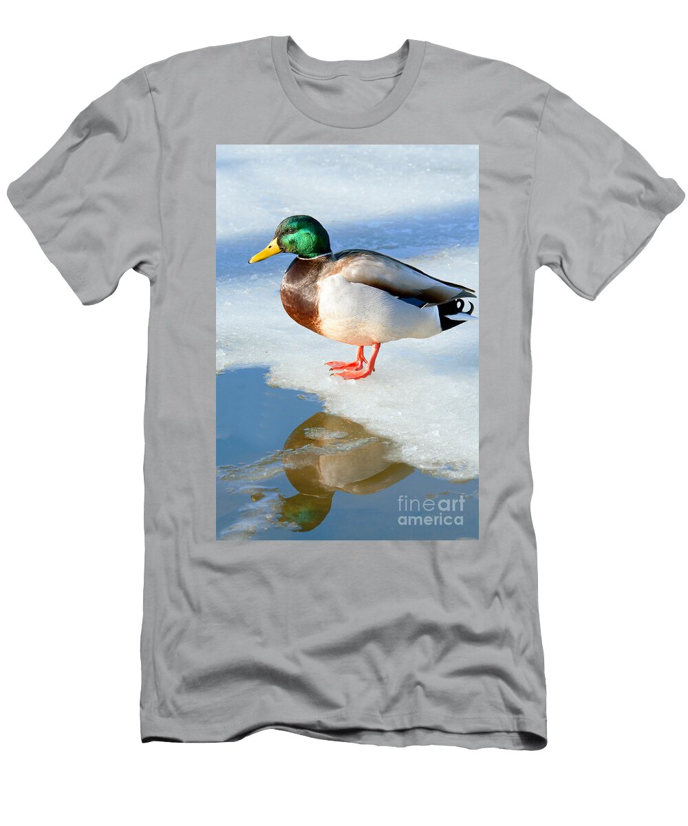 Mallard on Ice and Reflection Regina Geoghan T-Shirt