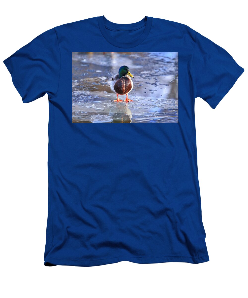 Mallard on Ice Lynn Hopwood T-Shirt