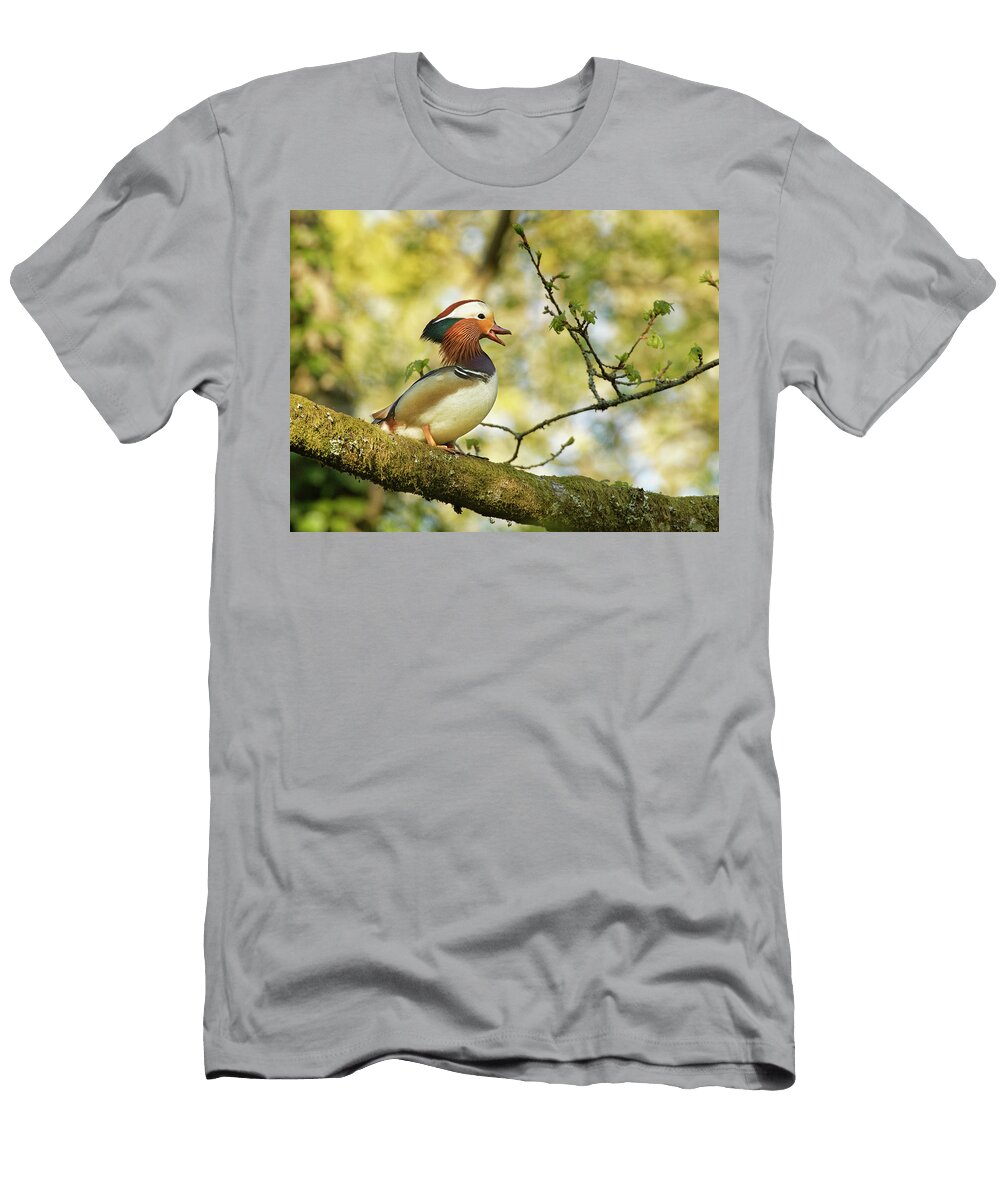 Mandarin Duck Drake Calling Perched High in Tree in Nick Upton Natureplcom T-Shirt