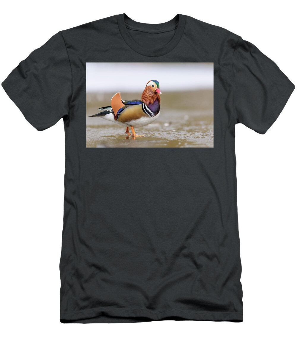 Mandarin Duck Drake Walking on Frozen Lake London UK Oscar Dewhurst Natureplcom T-Shirt