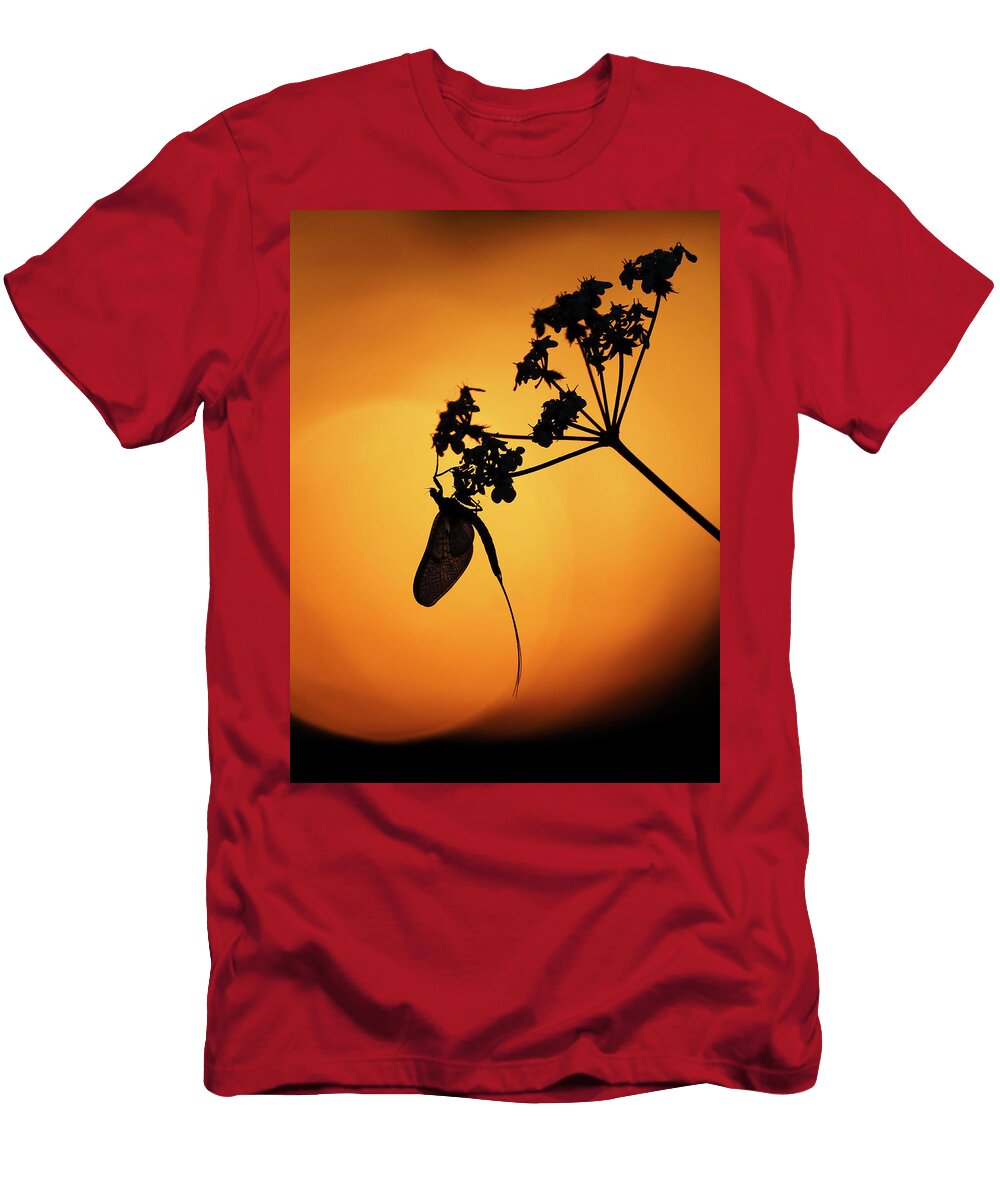 Mayfly Roosting on Hogweed At Sunset Hertfordshire Andy Sands Natureplcom T-Shirt