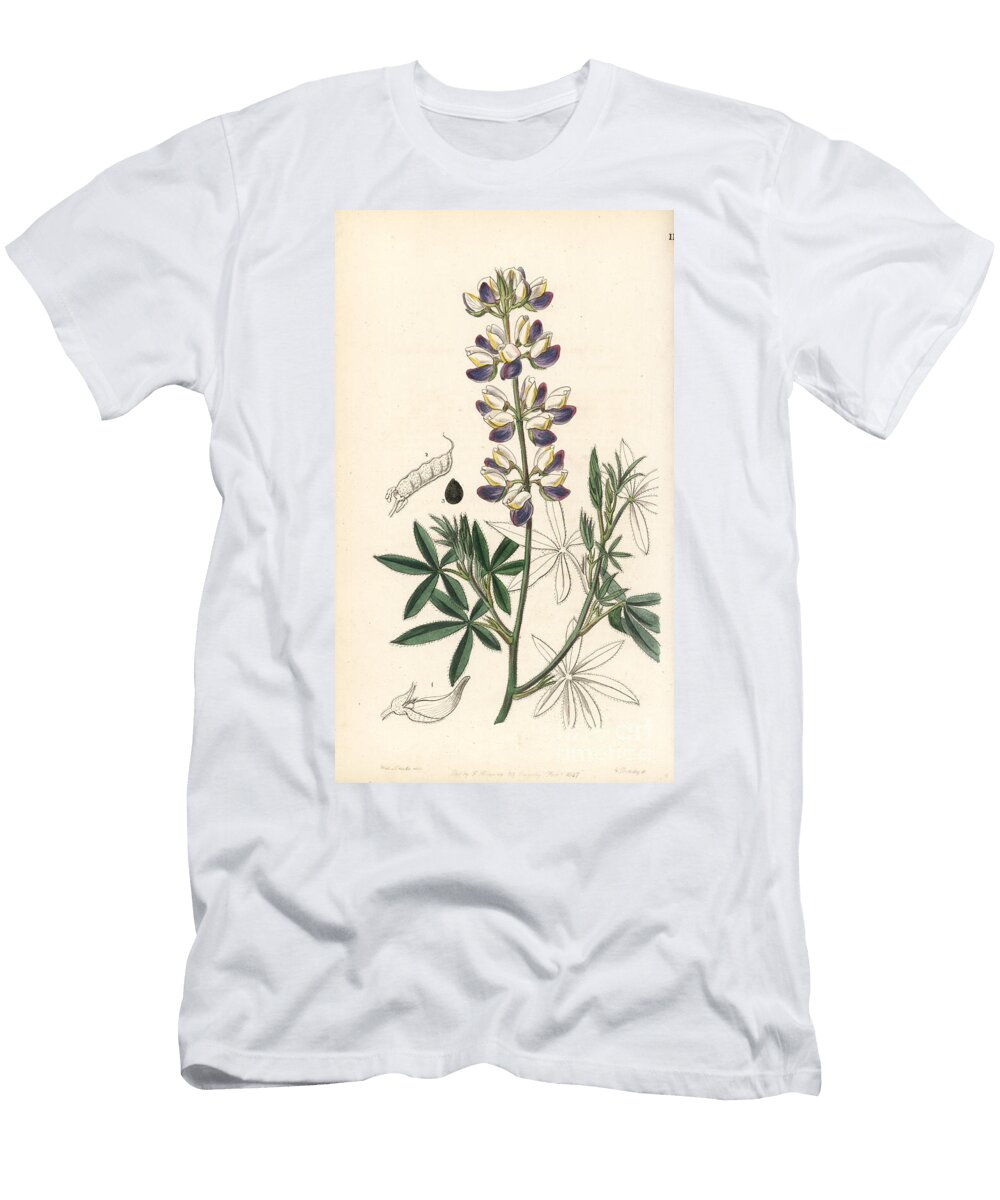 Mexican Lupin Mexican Lupin Lupinus Mexicanus Ehrenbergs Lupin Lupinus Ehrenbergii European School T-Shirt