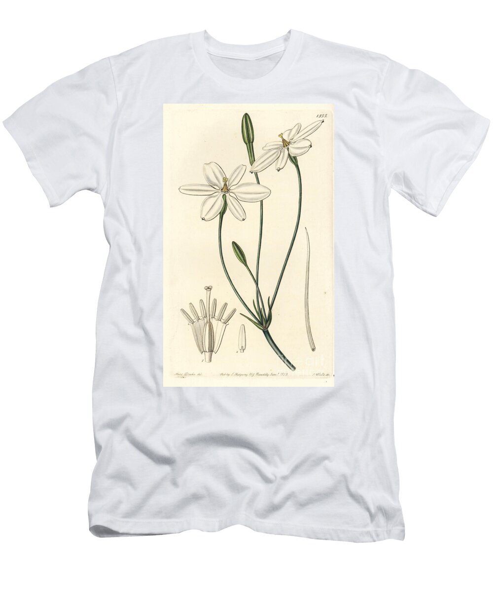 Mexican Star Mexican Star or Snow White Milla Milla Biflora Sydenham Teast Edwards T-Shirt