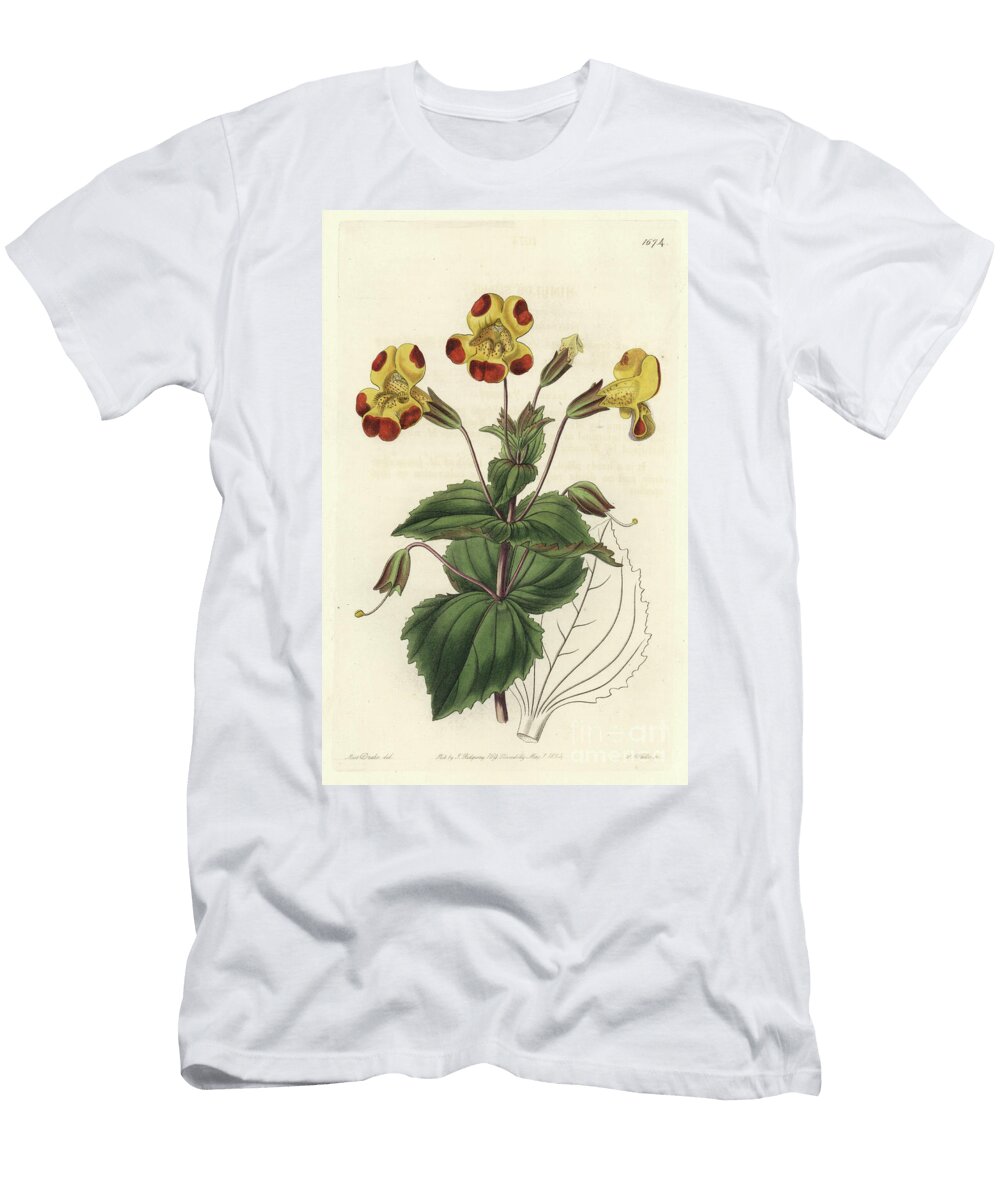 Mimule Nicknamed Monkey Flower or Musk Flower Hybrid Variety S Sydenham Teast Edwards T-Shirt