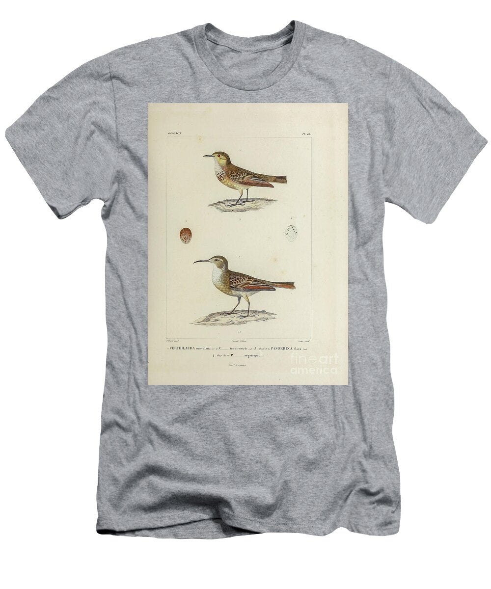 Miner Birds of South America 1835 U1 Historic Illustrations T-Shirt