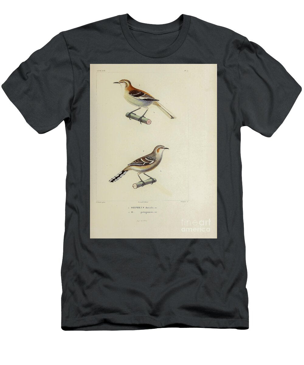 Mockingbirds of South America 1835 U1 Historic Illustrations T-Shirt
