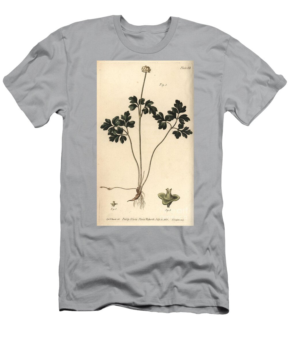 Muskroot Adoxa Moschatellina Tetragynia Flower 1 and Pistilla 23 Sydenham Teast Edwards T-Shirt