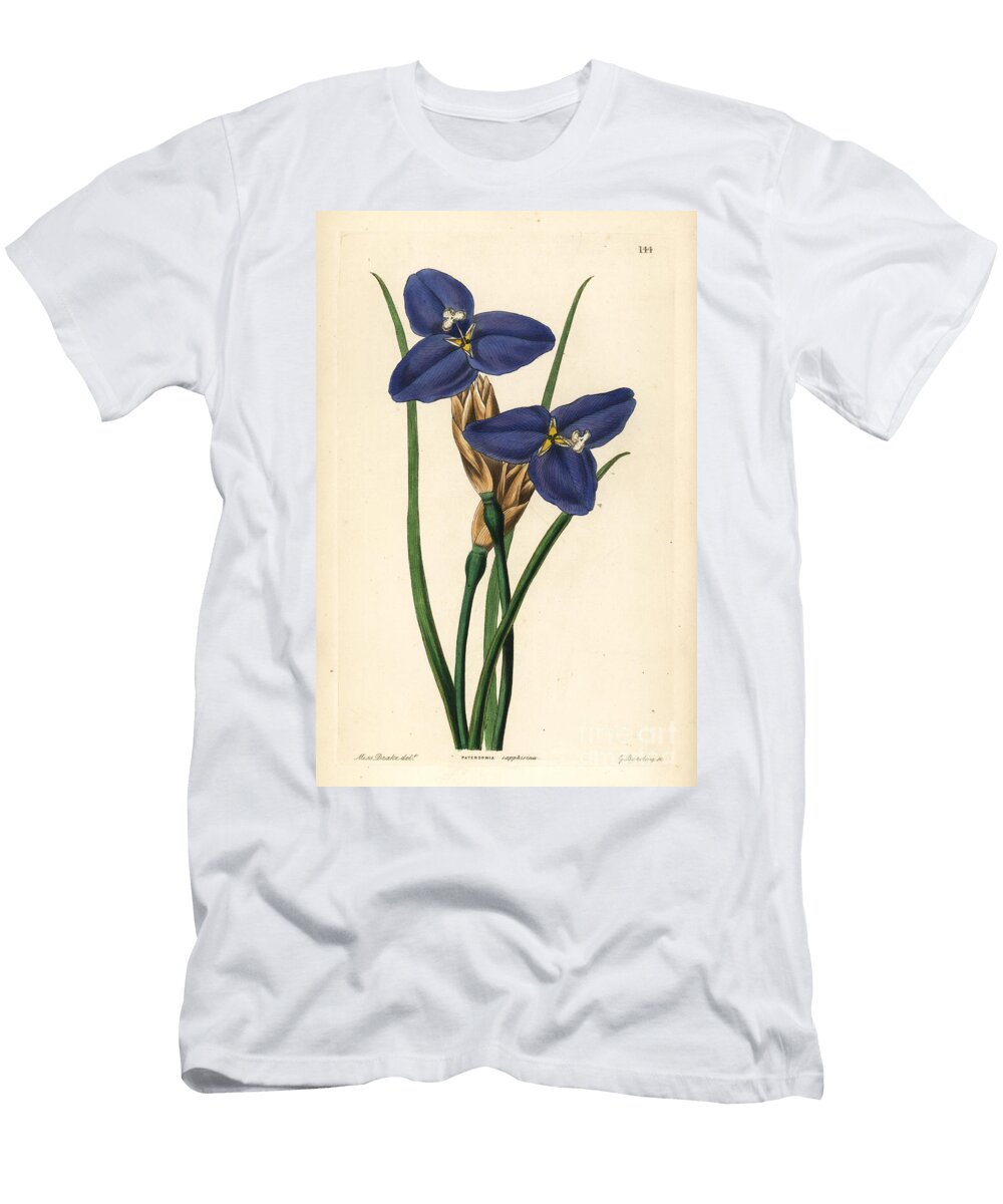 Native Iris Patersonia Occidentalis Sapphire Patersonia Patersonia Sapphirina European School T-Shirt