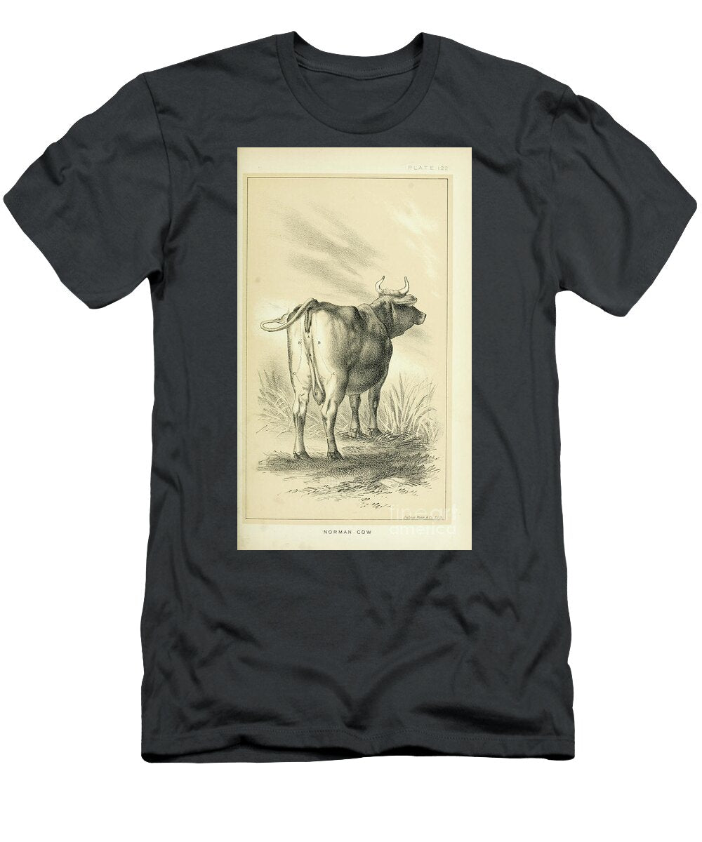 Norman Cow Q1 Historic Illustrations T-Shirt