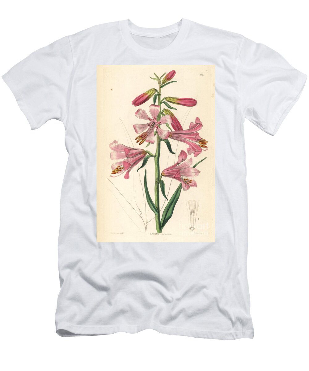 Notholirion Thomsonianum Rosy Indian Lily Lilium Roseum European School T-Shirt