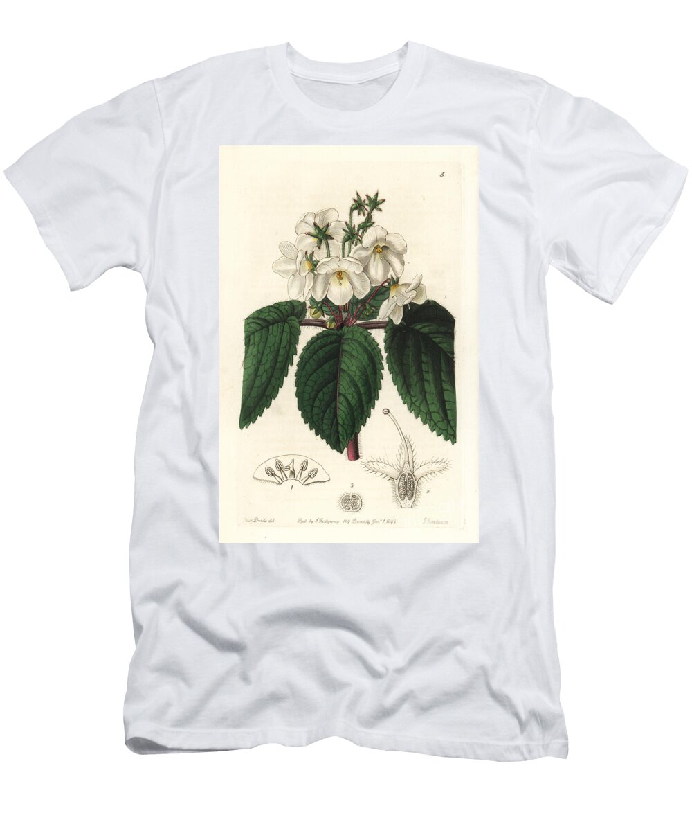 Oblong Snow Wort Niphaea Oblonga European School T-Shirt
