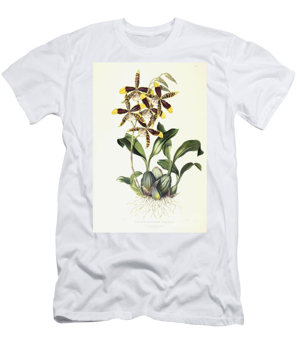 Odontoglossom Grande 1837 1843 Sarah Ann Drake T-Shirt