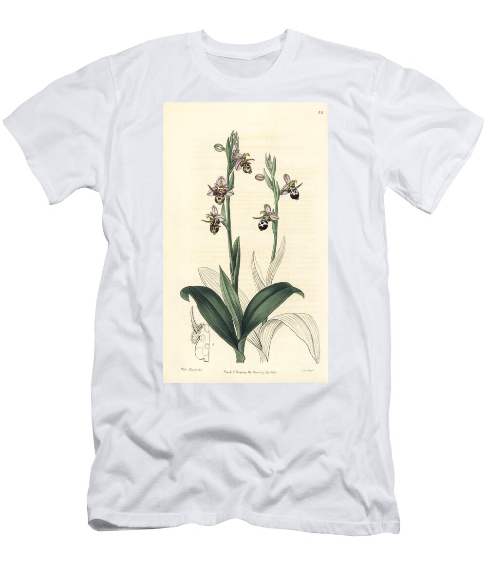Ophrys Becasse Woodcockbee Orchid Ophrys Scolopax Subsp European School T-Shirt