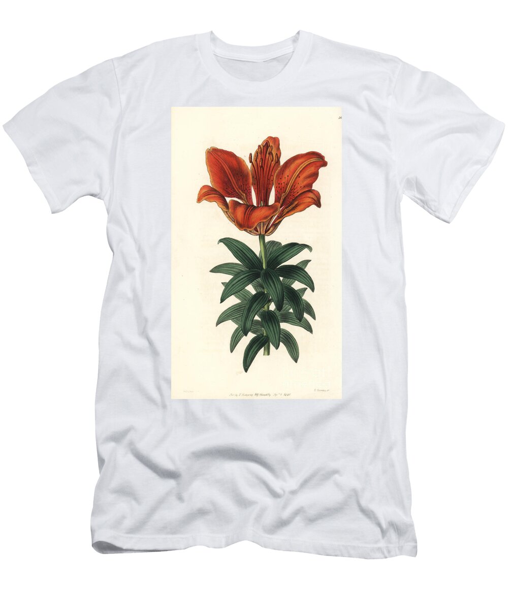 Orange Lily or Bulbifere Fire Lily Lilium Bulbiferum Blood Red Lily Lilium Sanguineum European School T-Shirt