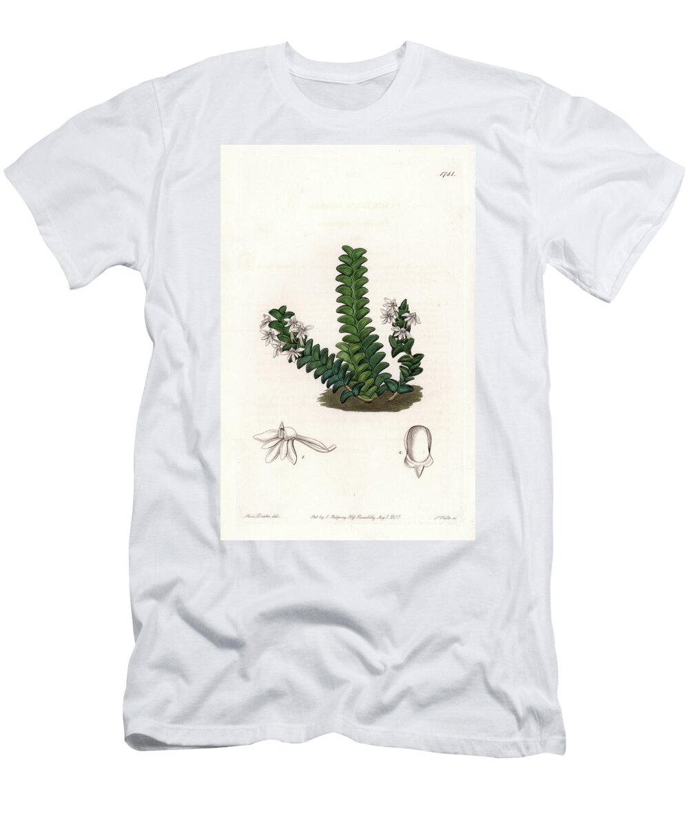 Orchid Angraecum Variety Native of Equatorial Africa Sydenham Teast Edwards T-Shirt