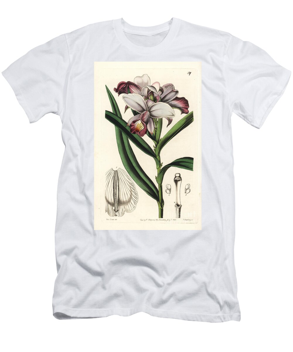 Orchid Arundina or Bamboo Orchid Bamboo Orchid Arundina Graminifolia Close Flowered Reedorchis Arundina Densa European School T-Shirt