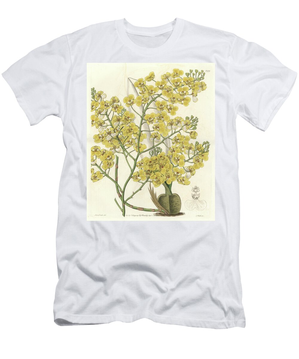 Orchid Oncidium Ampliatum with Yellow Flowers Native to New Zealand Sydenham Teast Edwards T-Shirt