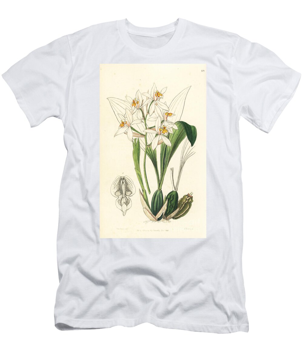 Orchid Variete Coelogyne Nitida Orchid Ochre Spotted Coelogyne Coelogyne Ochracea European School T-Shirt