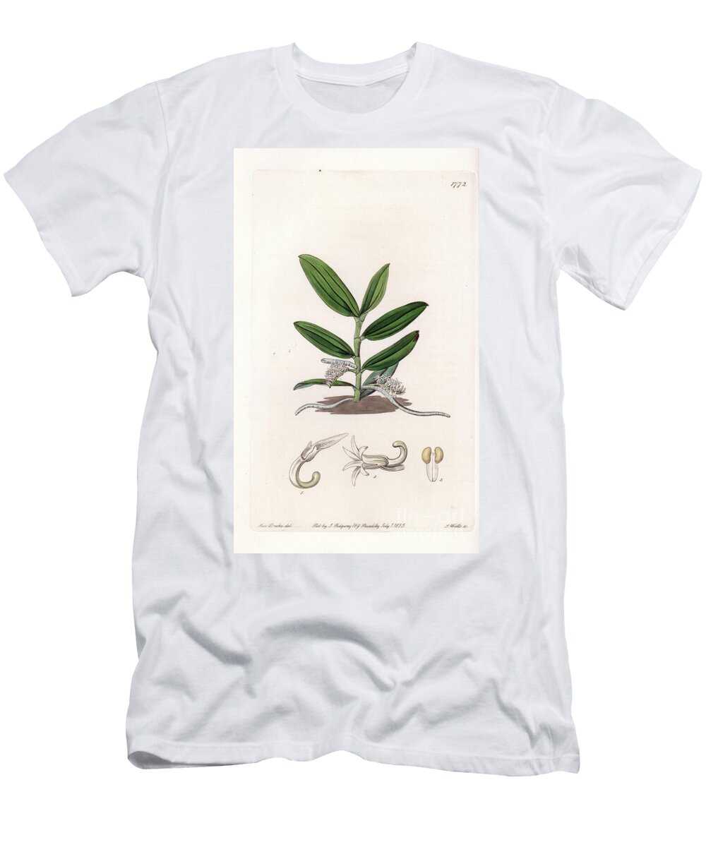 Orchid Variete De Camphylocentrum Sydenham Teast Edwards T-Shirt