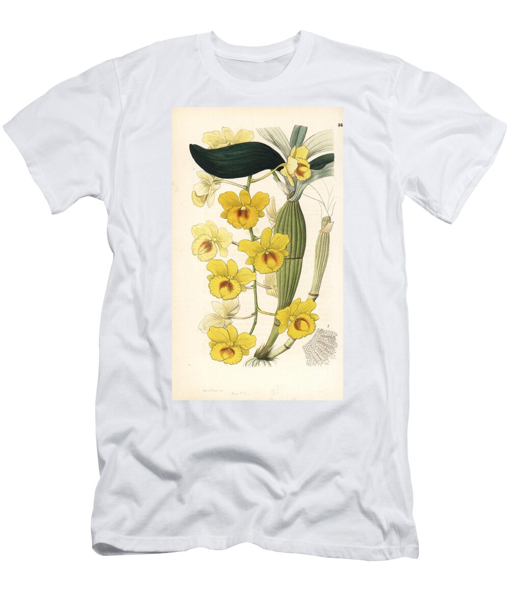 Orchid Variete Dendrobium Called Dor Golden Arch Dendrobium Dendrobium Chrysotoxum European School T-Shirt