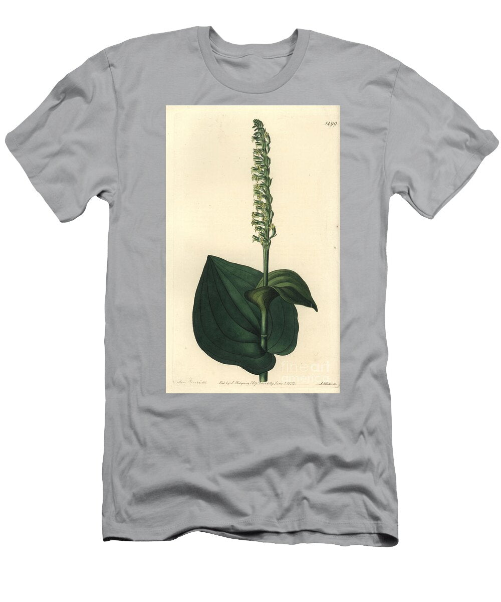 Orchid Variete Gennaria Diphylla Heart Leaved Herminium Herminium Cordatum Sydenham Teast Edwards T-Shirt
