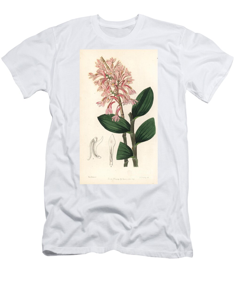Orchid Variete Hasselts Dendrobium Orchid Dendrobium Hasseltii Kuhls Dendrobe Dendrobium Kuhlii European School T-Shirt