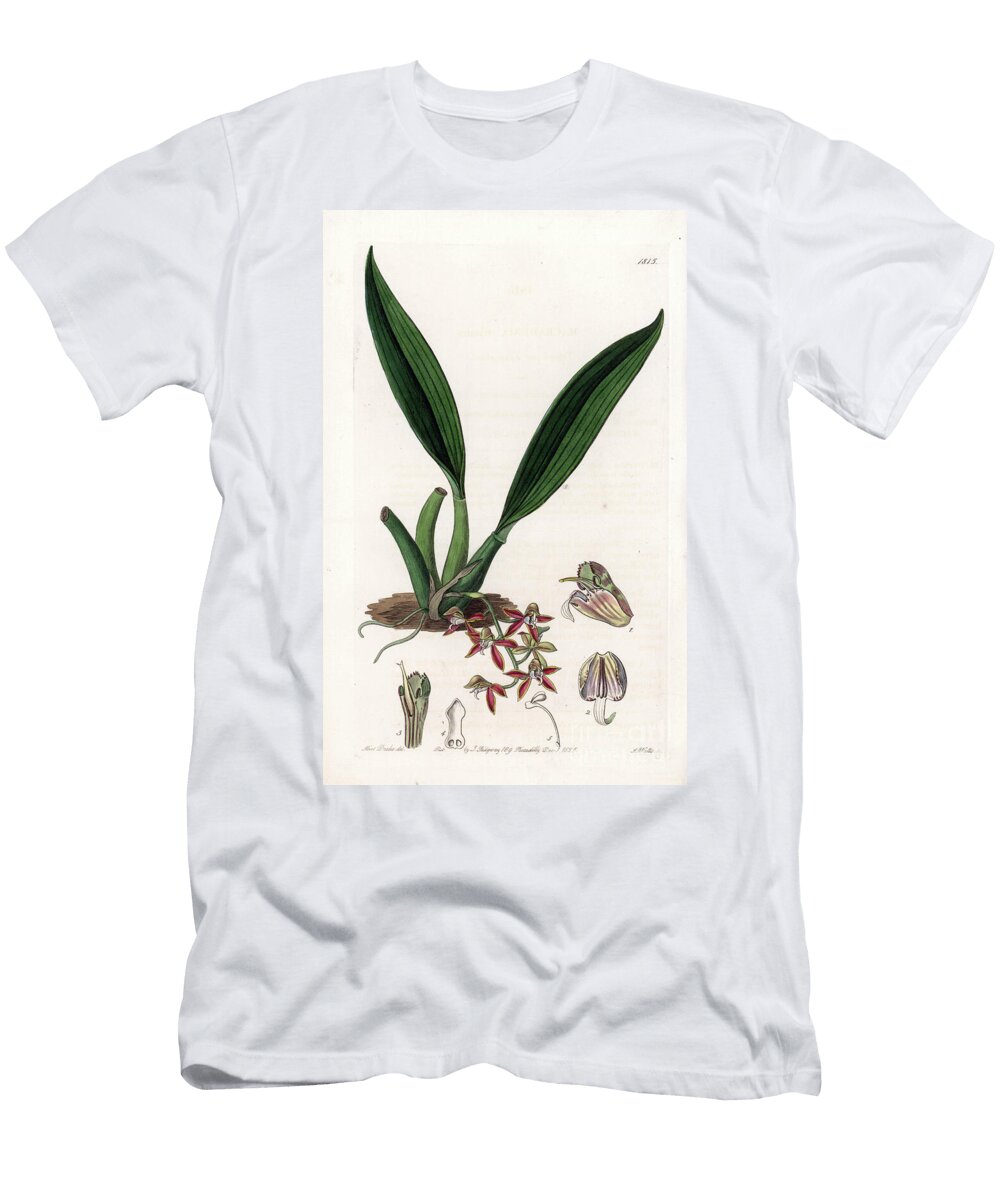 Orchid Variete of Macradenia Native of Guiana Sydenham Teast Edwards T-Shirt
