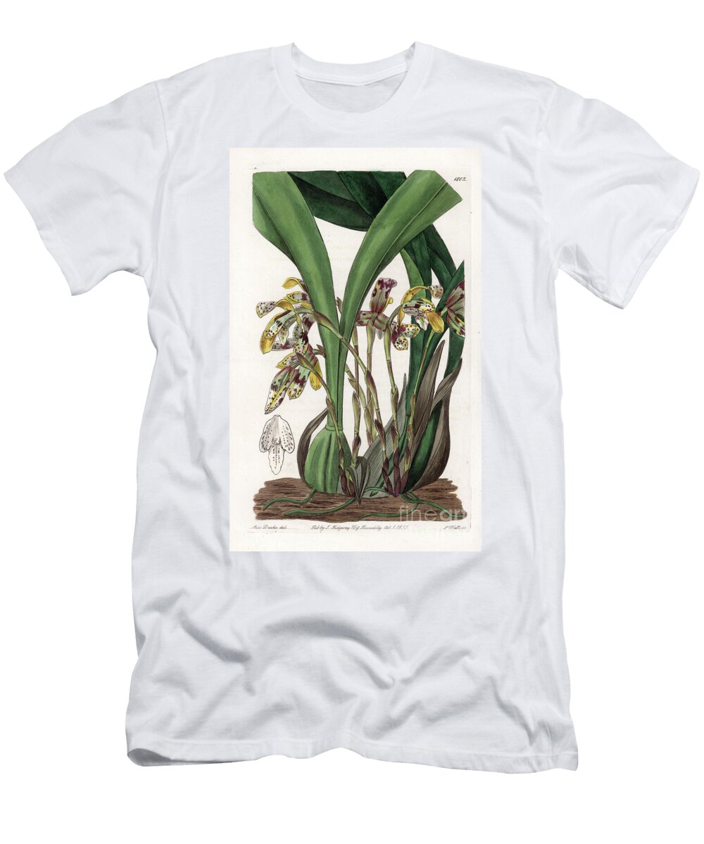 Orchid Variete of Maxillaria Native to South America Sydenham Teast Edwards T-Shirt