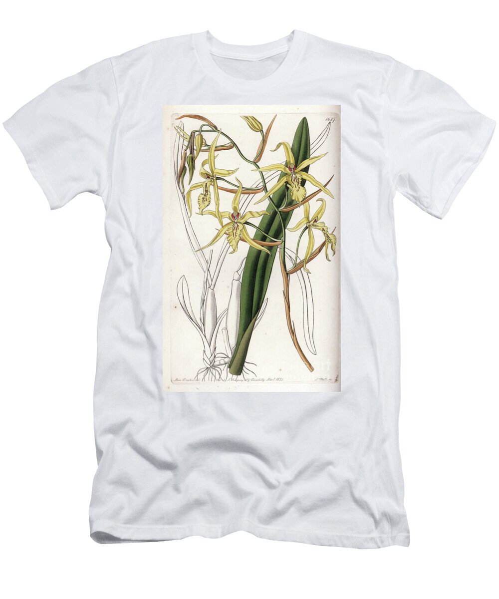 Orchid Variete of Miltonia or Milt Sydenham Teast Edwards T-Shirt