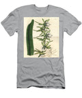 Orchid Variete of the Indian Ocean Islands Ivory Angraecum Orchid Angraecum Eburneum Sydenham Teast Edwards T-Shirt