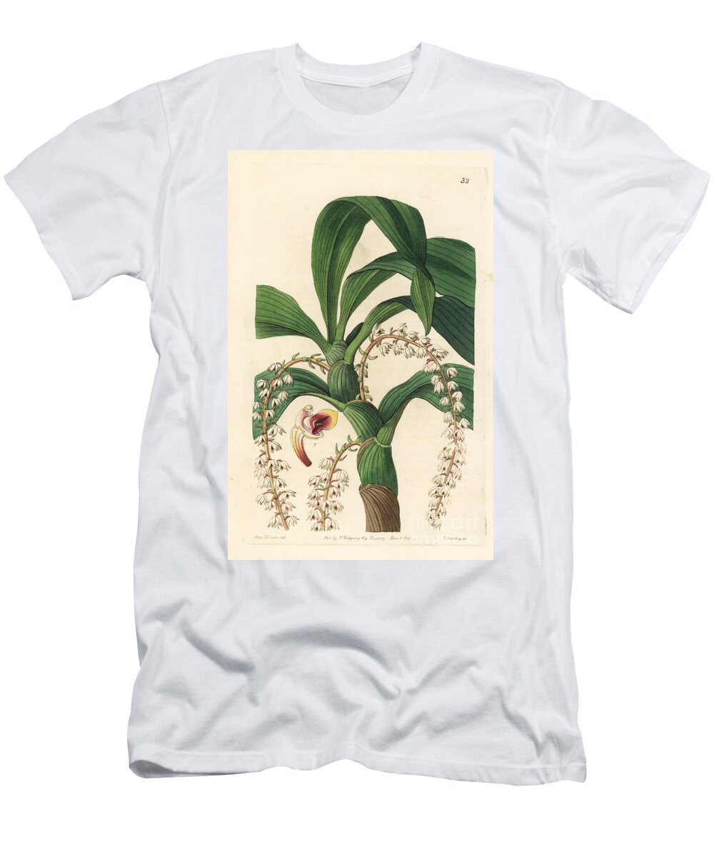 Orchid Variete Pinalia Polyura Many Tailed Pinalia Orchid Pinalia Polyura Many Tailed Eria Eria Polyura European School T-Shirt