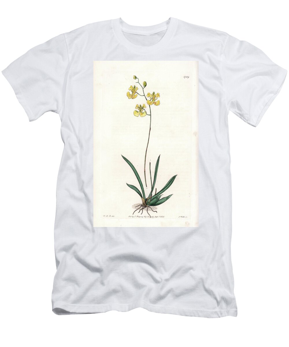 Orchid Variete Tolumnia Guianensis Endemic to Haiti and Santo Domingo Sydenham Teast Edwards T-Shirt