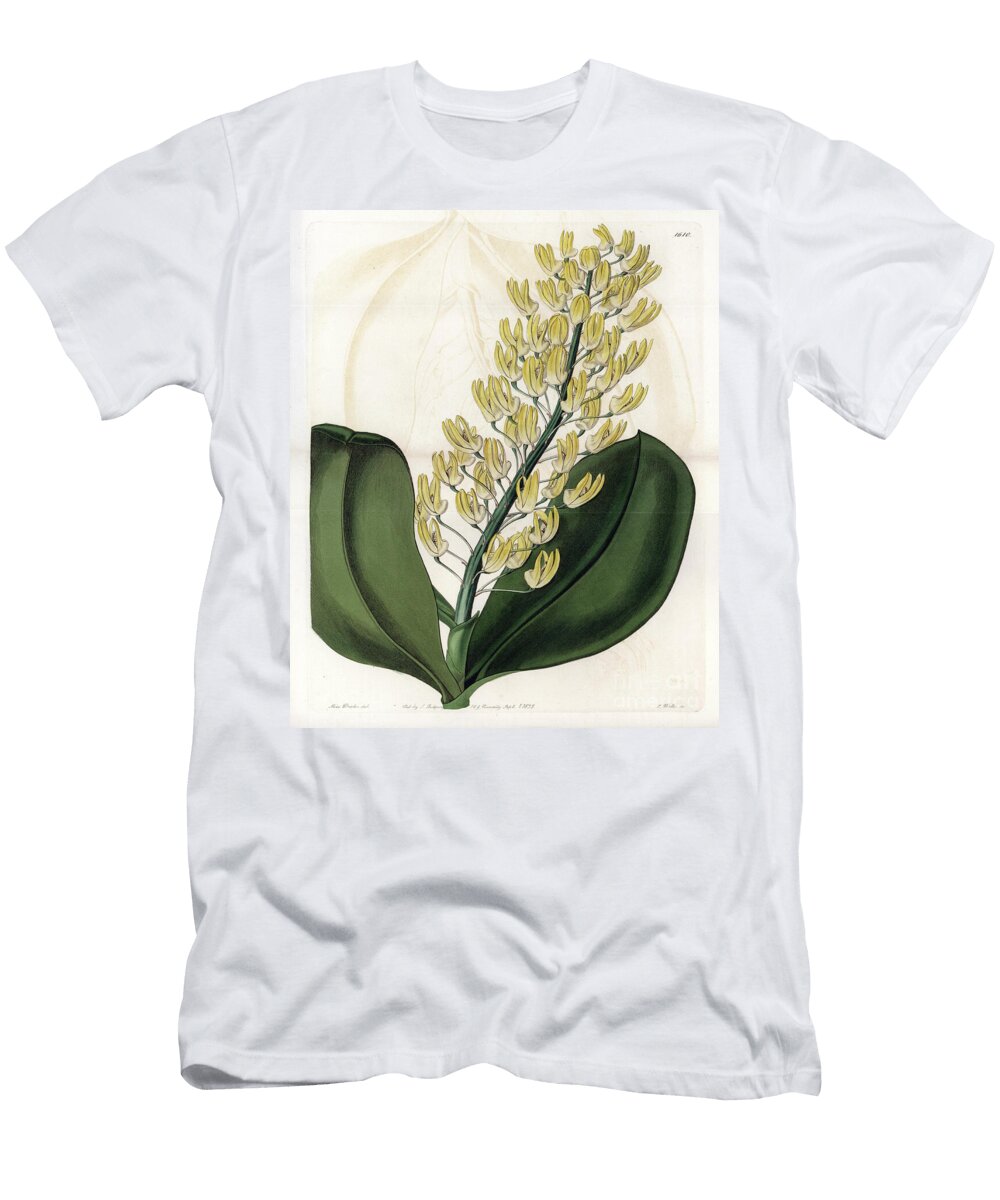 Orchid Variety of Dendrobium From Australia Sydenham Teast Edwards T-Shirt