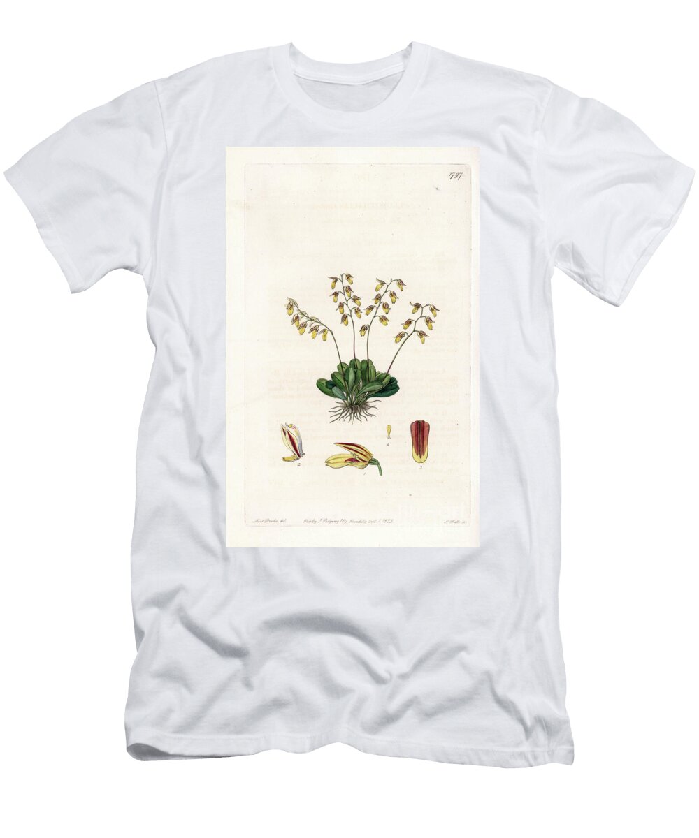 Orchid Variety of Epidendre Sydenham Teast Edwards T-Shirt
