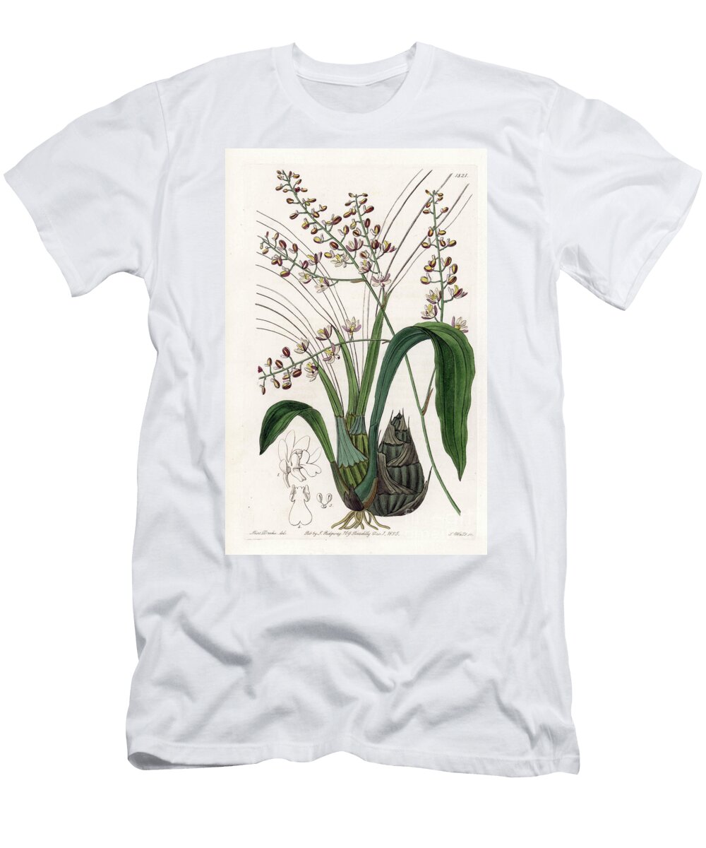 Orchid Variety of Eulophia Sydenham Teast Edwards T-Shirt