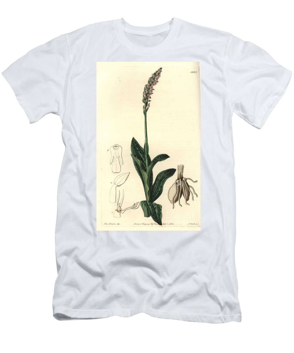 Orchidee Neotine Dense Flowered Orchid Neotinea Maculata One Sized Aceras Aceras Secundiflora Sydenham Teast Edwards T-Shirt