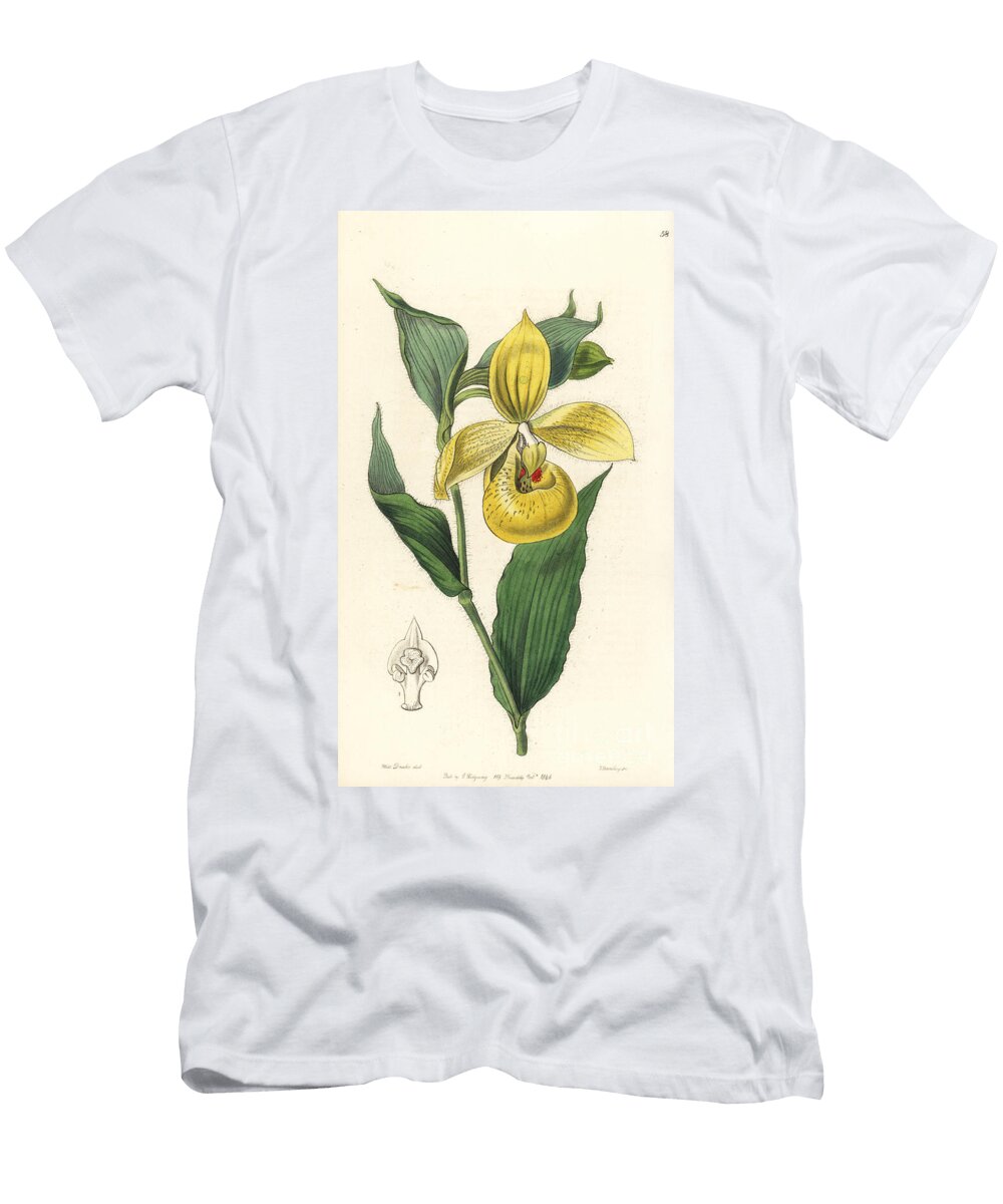 Orchidee Pelican Irapeaos Cypripedium Orchid Irapean Ladys Slipper or Pelican Flower Cypripedium Irapeanum European School T-Shirt