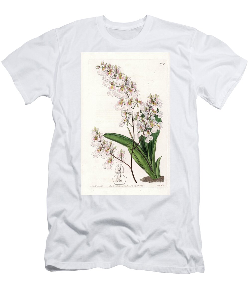 Orchidee Tolumnia Pulchella Endemic to Jamaica Sydenham Teast Edwards T-Shirt
