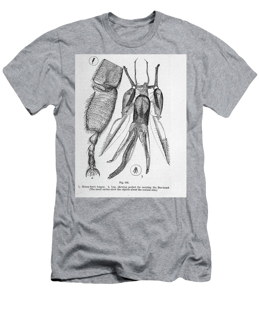 Organisms Under Microscope K10 Historic Illustrations T-Shirt