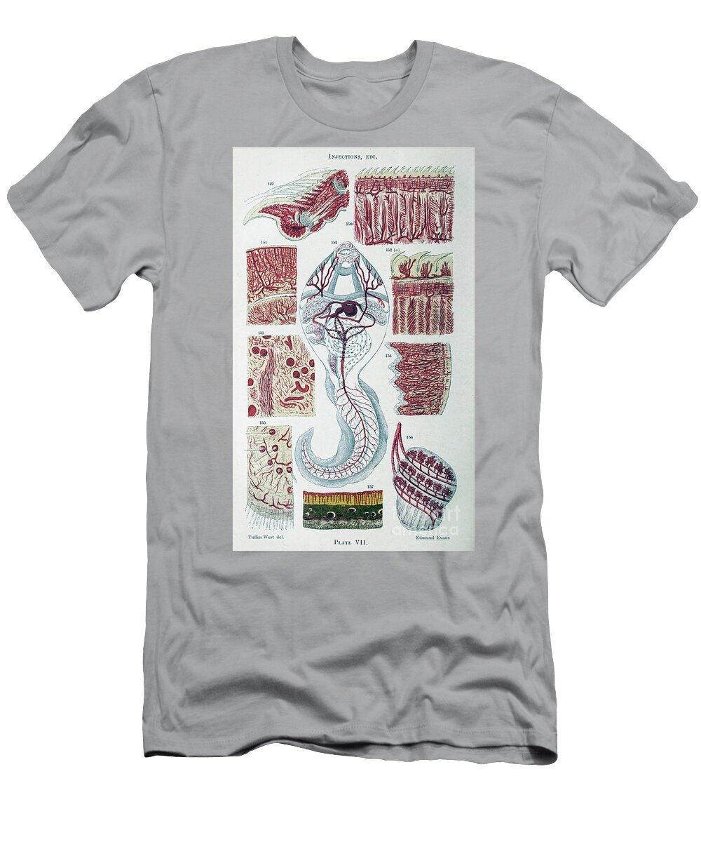 Organisms Under Microscope K20 Historic Illustrations T-Shirt