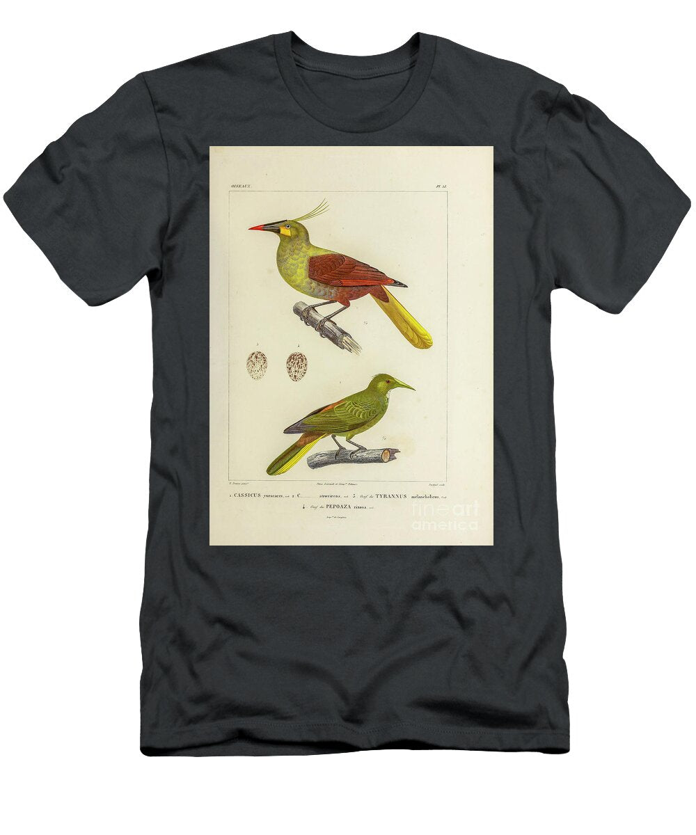 Oropendola Birds of South America 1835 U1 Historic Illustrations T-Shirt