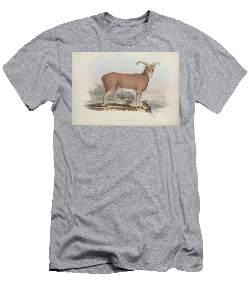 Ovis Gmelini Zoologia Typica Q1 Historic Illustrations T-Shirt