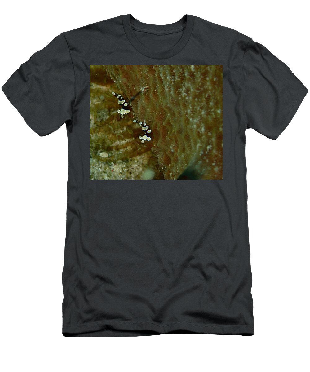 Pair of Squat Anemone Shrimp Nina Banks T-Shirt