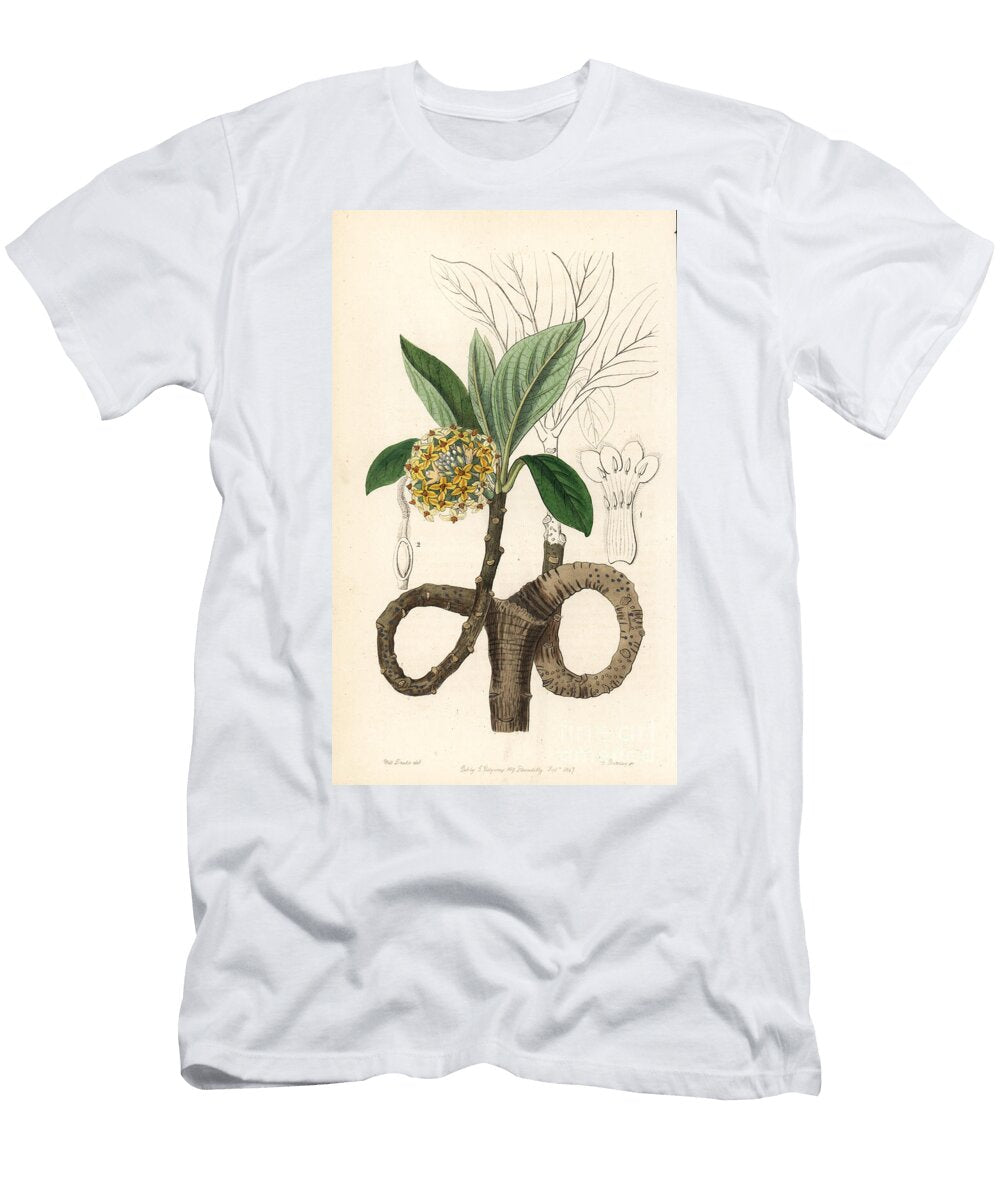 Paper Bush or Paper Tree of Mitsumata Oriental Paperbush or Mitsumata Edgeworthia Tomentosa Golden Edgworthia Edgworthia Chrysantha European School T-Shirt