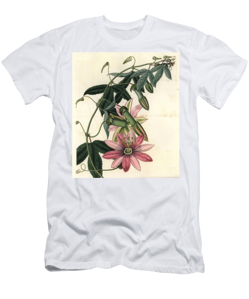 Passion Variete Poro Poro Passiflora Pinnatistipula Mrs Sydenham Teast Edwards T-Shirt