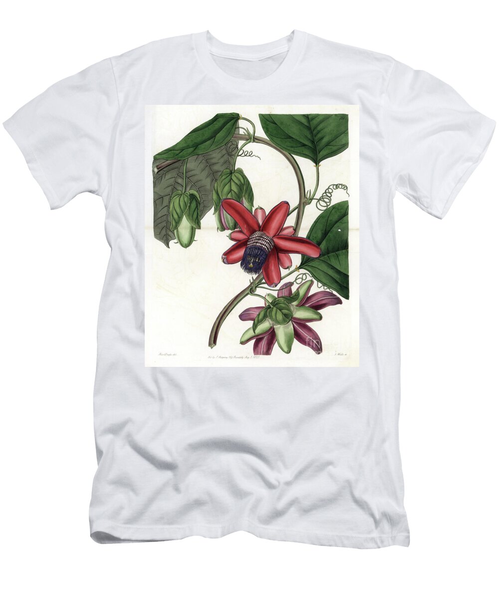 Passion Variete Sydenham Teast Edwards T-Shirt