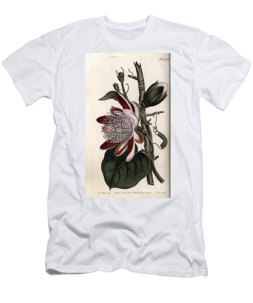 Passionflower Bud and Flower Sydenham Teast Edwards T-Shirt